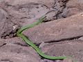 44 Chapada wildlife